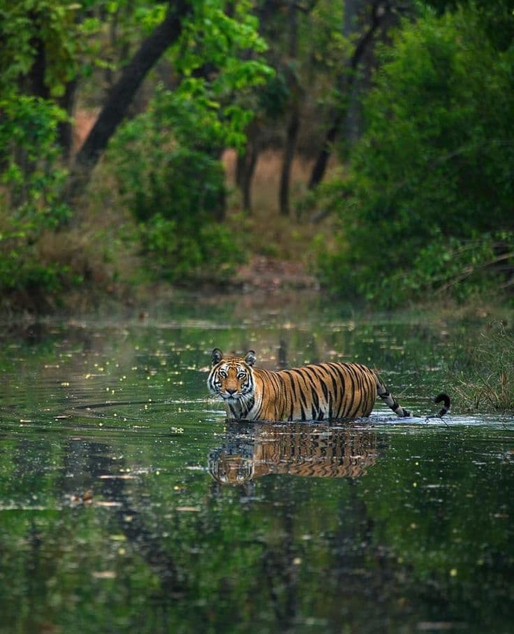 Valmiki Tiger Reserve